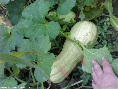 05092016zucca-butternut-rugosa2.jpg