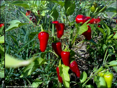 03092016peppers.jpg