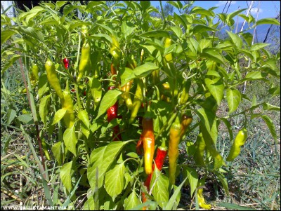 03092016peppers2.jpg