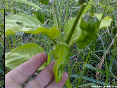 13092016bhut-jolokia.jpg