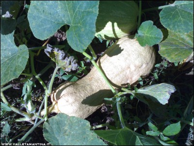 17092016zucca-butternut-rugosa.jpg