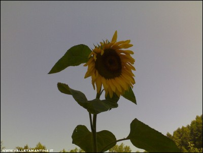 30072016girasole.jpg