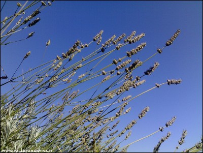 27092016lavanda.jpg