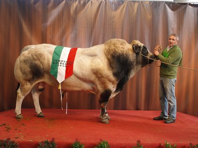 toro_CAMPIONE1.jpg