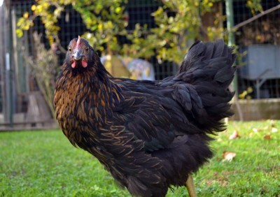 ibrido_marans.jpg