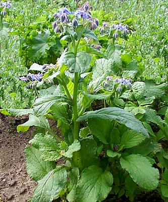 1borago_officinalis.jpg