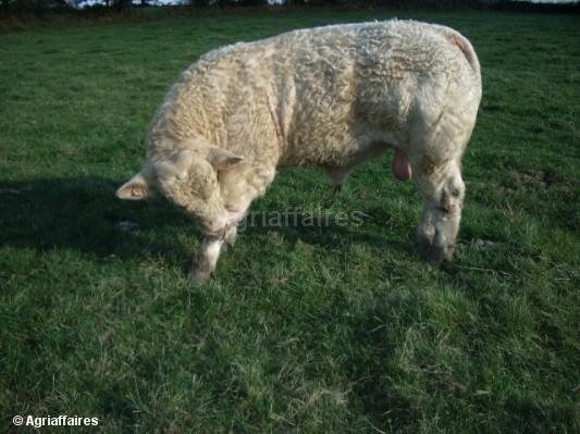 taureaux-reproducteurs-charolais-hbc-1-d.jpg