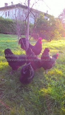 australorp.jpg