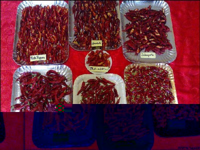 10102016peppers-secchi.jpg