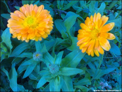 15102016calendula.jpg