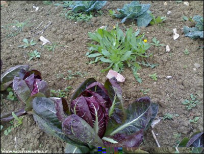 08112016radicchio-calendula-cavoli.jpg