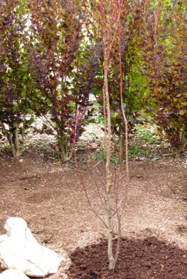 Amelanchier Obelisk.jpg