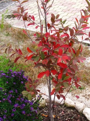 Amelanchier Rainbow pillar.jpg