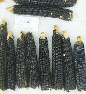 Blue_Hopi_Corn_Seeds.jpg