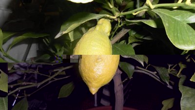 limone7.jpg