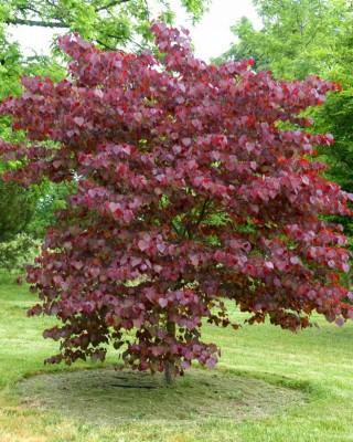 Redbud-Forest-Pansy.jpg