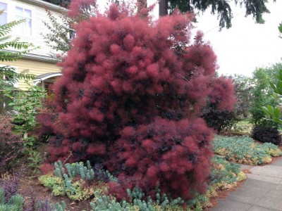 Cotinus-Royal-Purple-4950.jpg