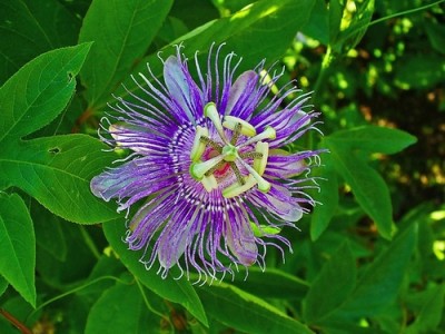 passiflora incarnata.jpg