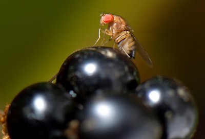 Drosophila su uva.jpg