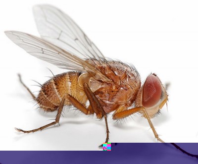 drosophila-suzukii.jpg