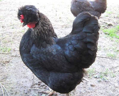 gallina1.jpg