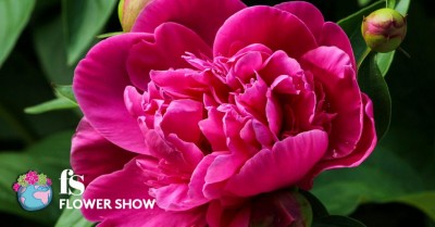 flowershow2017.jpg