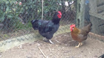 IMG_20170208  Livornese  Oro e  Australorp Gallo.jpg