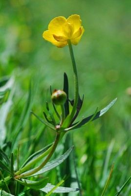 Ranunculus giordanoi.jpg