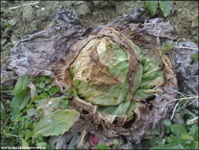 01022017radicchio.jpg