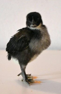 Australorp2.jpg