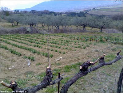 22022017vigna-orto.jpg