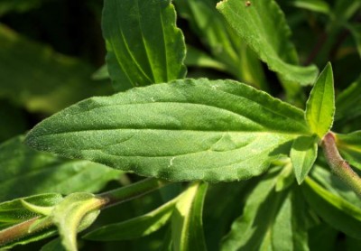 silene-latifolia2419.jpg