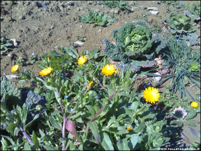 26022017verze-calendula.jpg