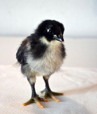 Australorp10-giorni.jpg