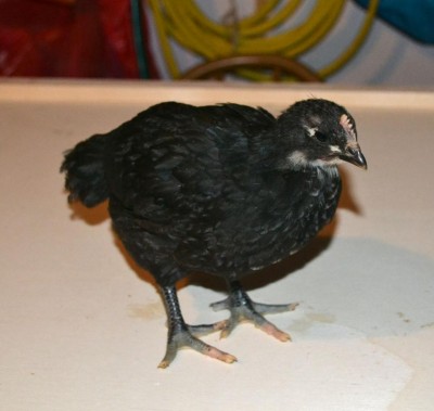 Australorp-26-giorni.jpg