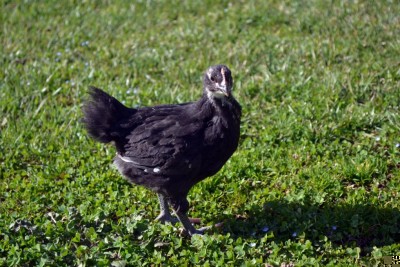 Australorp-4-settimane.jpg