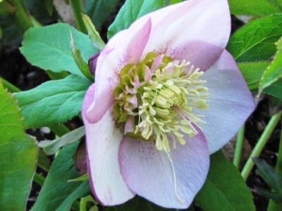 elleboro Anemone Pink.jpg