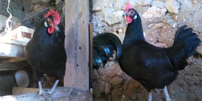 gallina-valdarno.jpg