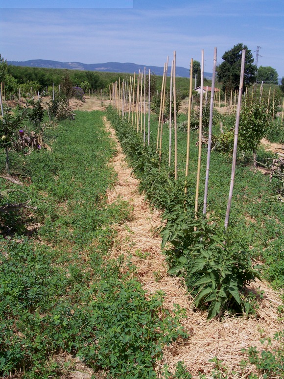 pomodoro biodinamica.JPG