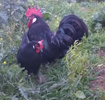 gallo-e-gallina-valdarno.jpg