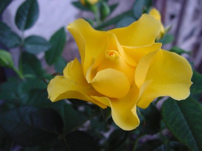 rosa gialla.JPG