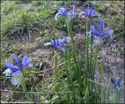 26032017iris.jpg