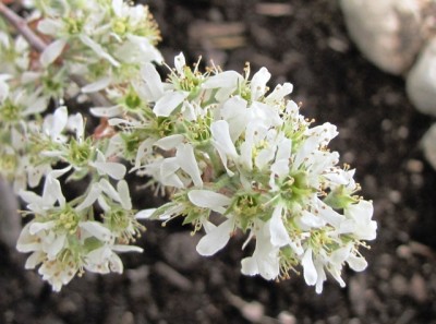 amelanchier Rainbow pillar.jpg