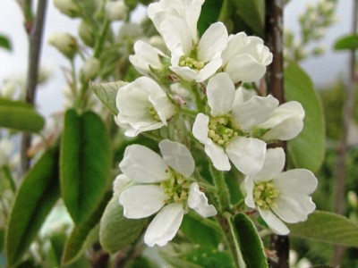 amelanchier lamarckii.jpg