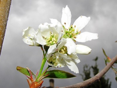 amelanchier Ballerina.jpg