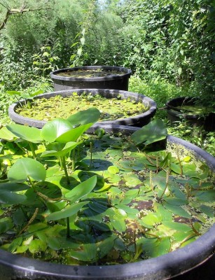 Piante acquatiche in coltivazione (foto Alessio Bartolini) 01.jpg