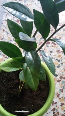 Zamioculcas 1.jpg