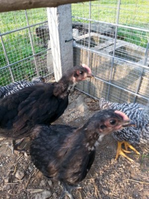 Australorp.jpg