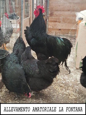 australorp.jpg