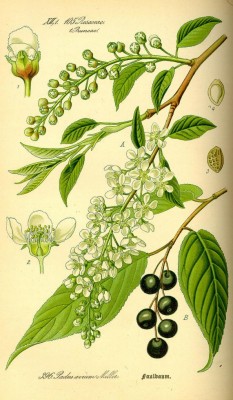 800px-Illustration_Prunus_avium0.jpg